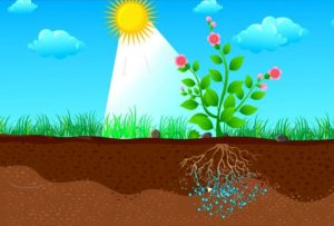 سوپرجاذب کشاورزی