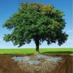 بررسی اثر مواد جاذب رطوبت بر تامین آب درختکاری در مناطق نیمه خشک